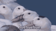 Duck ducks